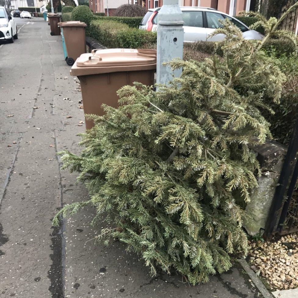 Christmas Tree Removal Service In Bellevue, WA