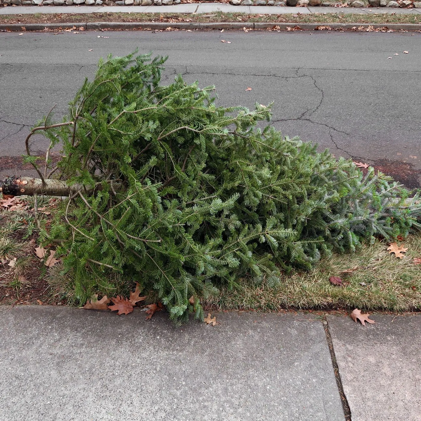 Christmas Tree Removal Service In Bellevue, WA