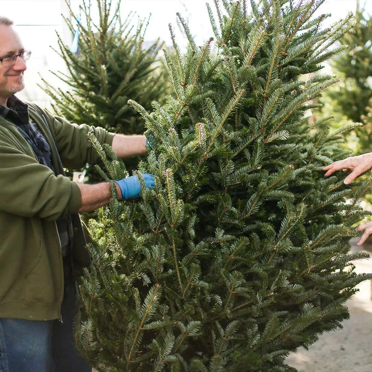 Christmas Tree Removal Service In Bellevue, WA